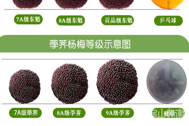 廈門（mén）大黑炭楊（yáng）梅