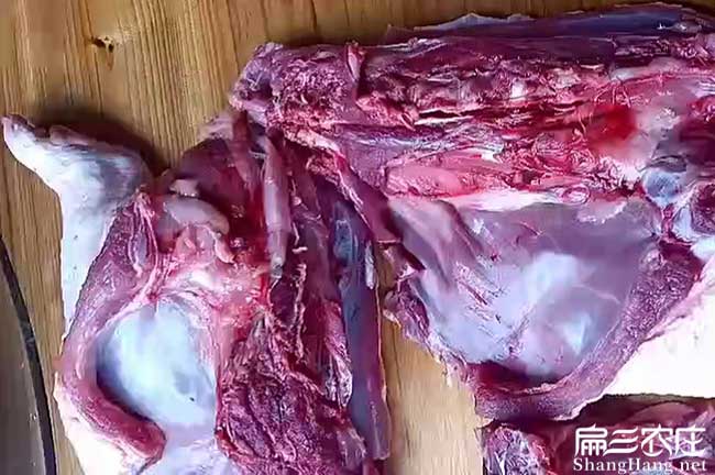 廣州肉兔（tù）肉批發