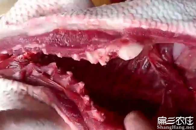 廈（xià）門肉兔批發