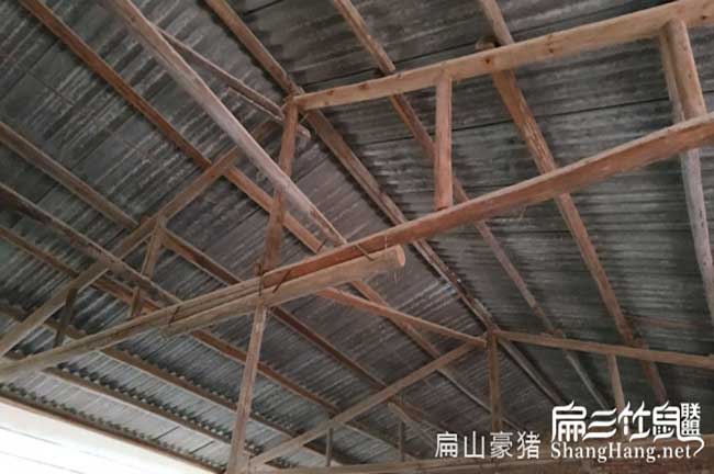 廣西肉兔養殖