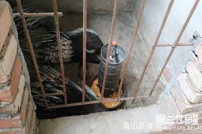 廣東肉兔基地