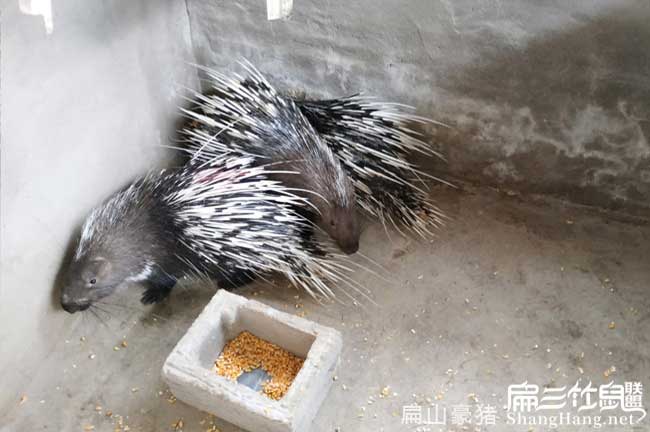 福建（jiàn）肉兔種苗
