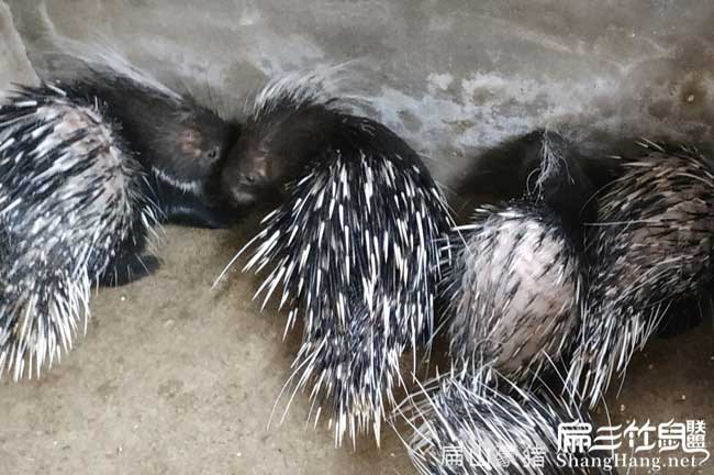 粵西肉（ròu）兔養殖場