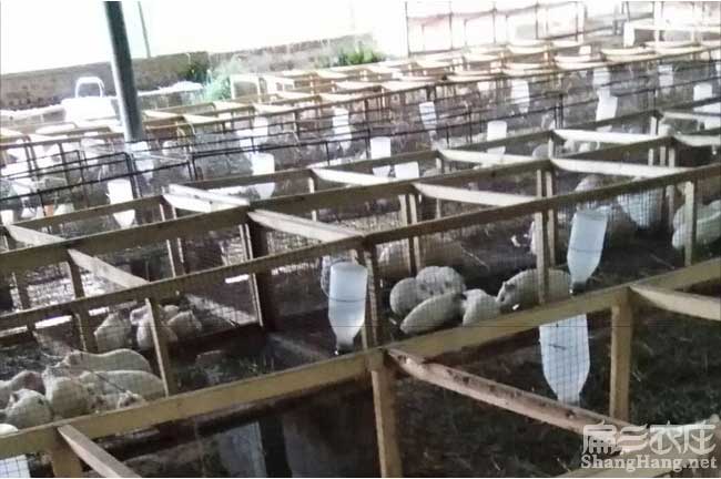 漳州白（bái）豚鼠