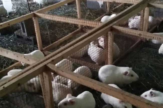 福建豚鼠養殖種（zhǒng）苗