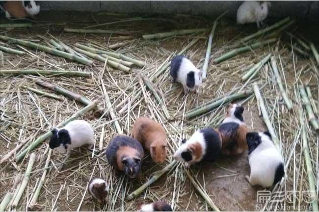 漳浦黑豚養殖