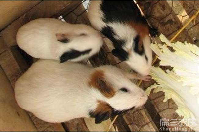 莆田（tián）白豚鼠