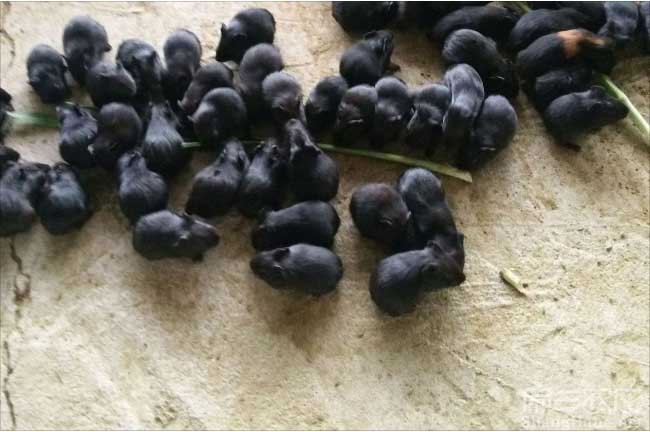 深圳（zhèn）黑豚鼠養殖