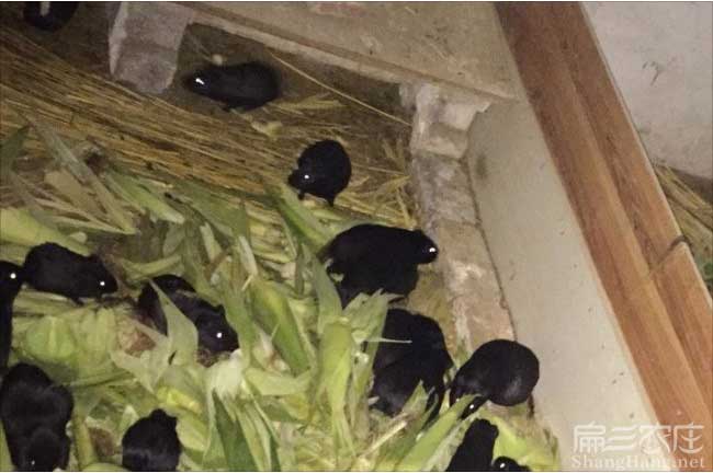 漳州（zhōu）黑豚養殖