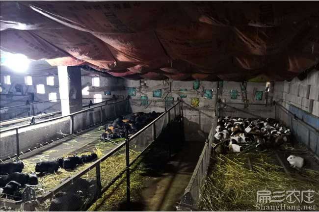 福（fú）建豚鼠種苗