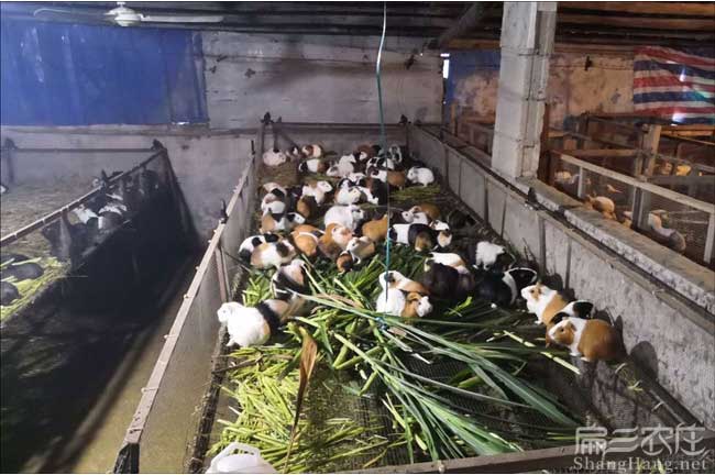 福建豚鼠