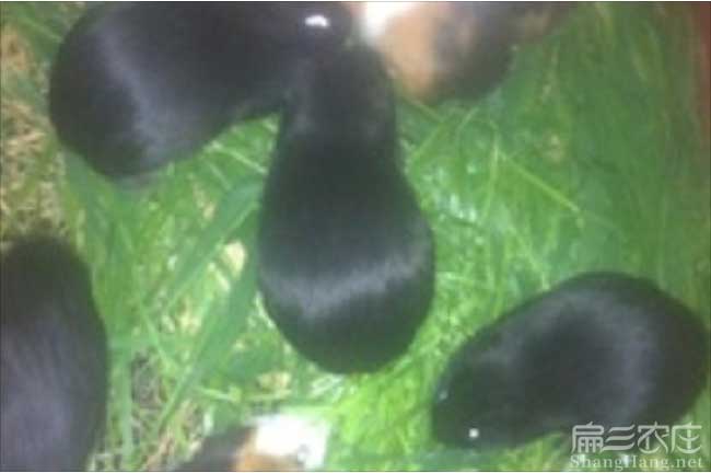 武平黑豚養殖