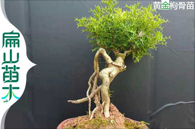 福建盆景批發