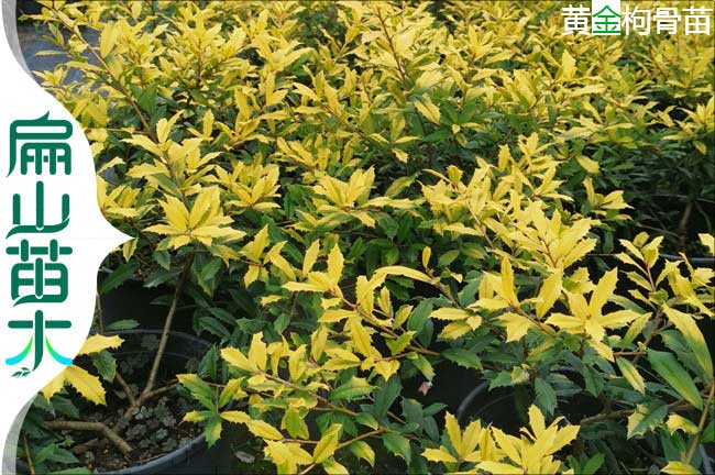 廣州黃金（jīn）枸骨樹苗