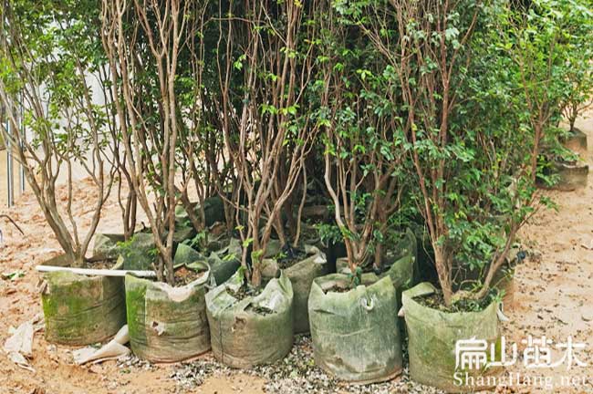 武陟縣（xiàn）嘉寶果苗批發