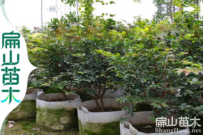 已掛果 廣西車厘子苗嘉寶（bǎo）果櫻桃樹大杯苗50-80公分8年96元（yuán）/珠