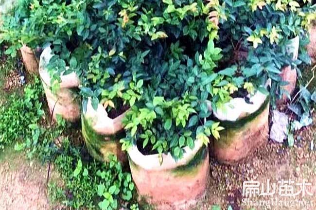 福建樹葡萄苗批（pī）發