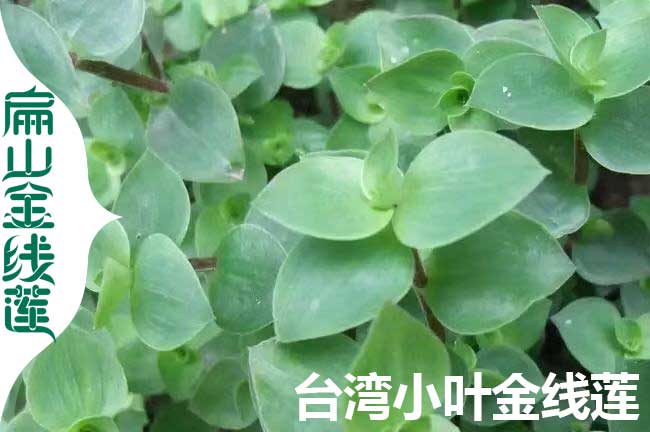 泉州金線蓮種苗批發 FJ泉州金線（xiàn）蓮種植基地多少錢一斤2元/珠