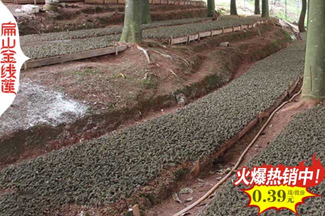 福建金線（xiàn）蓮林下種植 金線蓮種苗養殖基地 仿野（yě）生幹貨批發