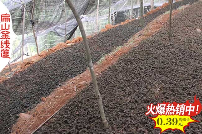 福建金線蓮種（zhǒng）植的土（tǔ）壤 水分 光照 種苗方式五大（dà）要求和特點