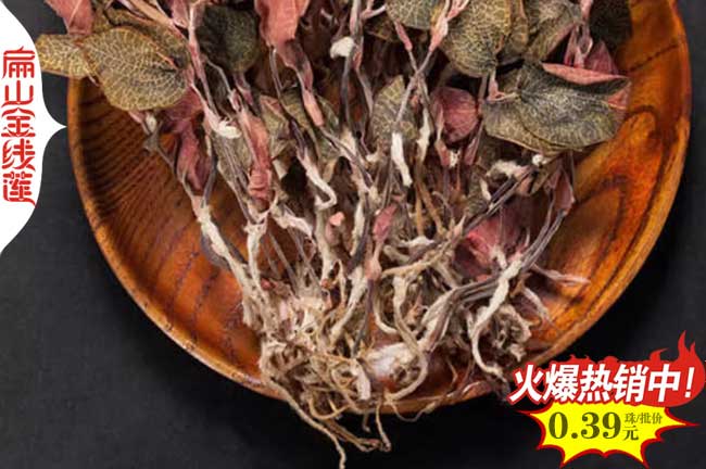 滄州金線蓮種苗批發