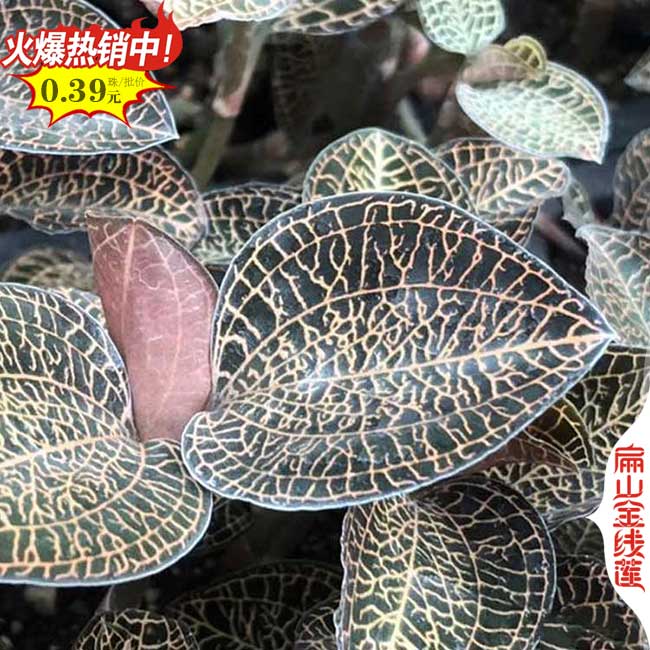 贛州好（hǎo）幹貨瑞金金線蓮種植基地 江西贛州金線蓮種苗培育7元（yuán）