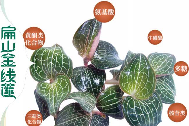 水城金线莲种植