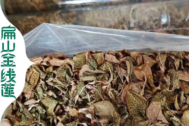 大型 煙台濰坊紅霞大葉金線蓮批發（fā） 金線蓮種苗價格從1-2-5元（yuán）