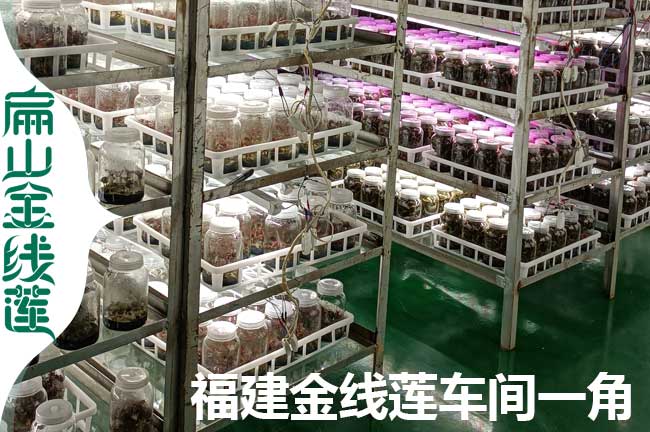 福建金線（xiàn）蓮生產（chǎn）車間