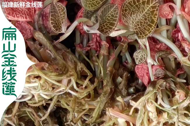 西昌金（jīn）線蓮幹貨批發