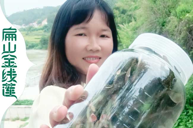 在鹹陽種植金線蓮的基地大規模批（pī）發鹹陽金線蓮種苗0.59元/珠