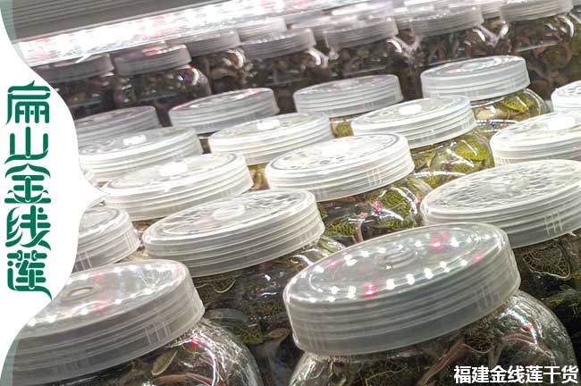 加盟 大鄂州金線蓮種植 鄂州金線蓮種苗基地 批發價986元/斤