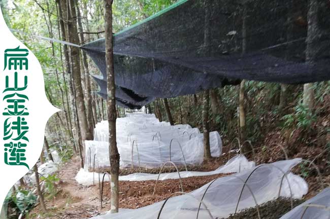 德昌（chāng）林下種植金線蓮