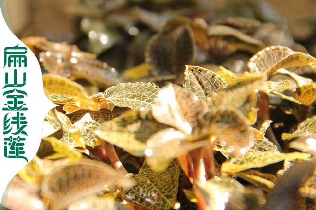 大南陽開封賣金線蓮種苗幹品從種植基地直批發價0.57元/KE