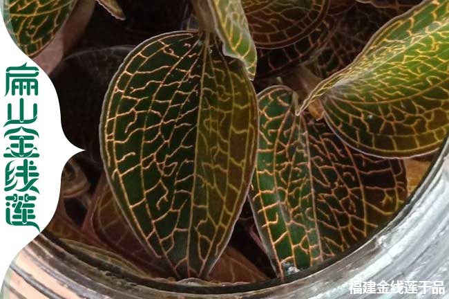 呂梁瓶裝（zhuāng）金線蓮苗