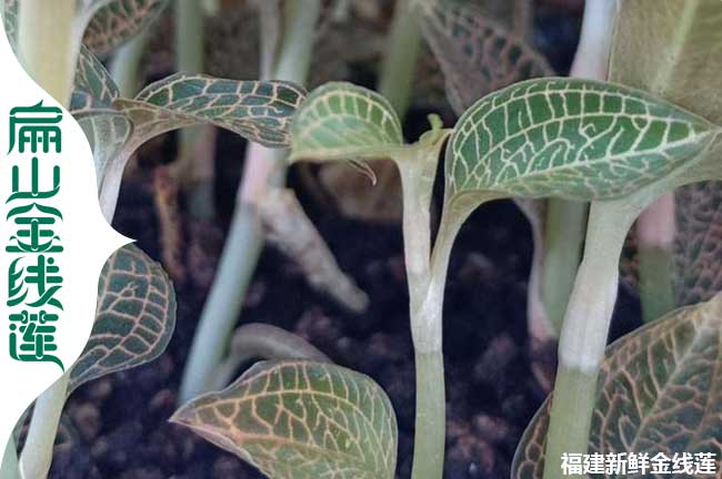 林下 三明組培金線蓮仿野生種植基地 GH幹貨種苗（miáo）培育0.55元