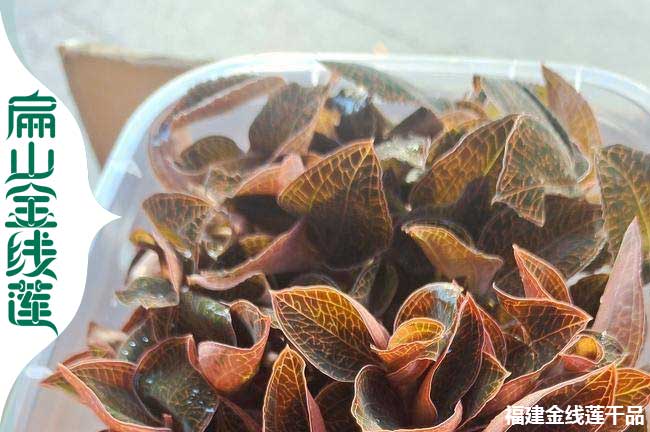 綿陽金線蓮種苗批發