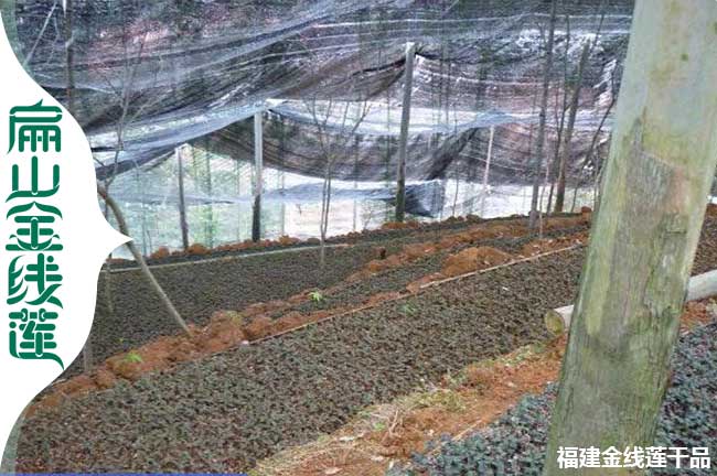 扁山池州馬鞍山的金線蓮'林下仿野生'種植種苗批發0.66元