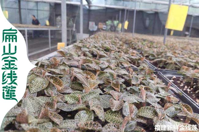 金線蓮種植工人招聘 臨汾呂梁運城（chéng）種苗培育規模（mó）化生產（chǎn）基（jī）地2