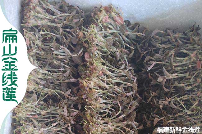 龍岩新鮮金線（xiàn）蓮