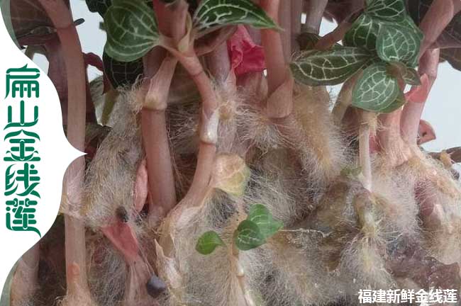 運城（chéng）組培（péi）苗批發