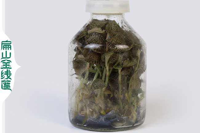 銅（tóng）梁瓶裝金線蓮種苗