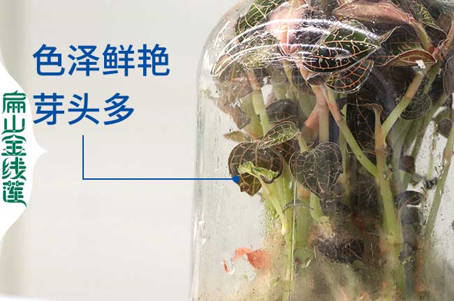 南川瓶（píng）裝金線蓮種苗