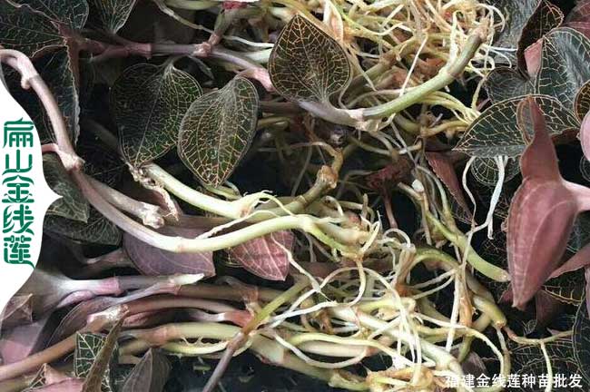 甘肅新鮮金線蓮批發