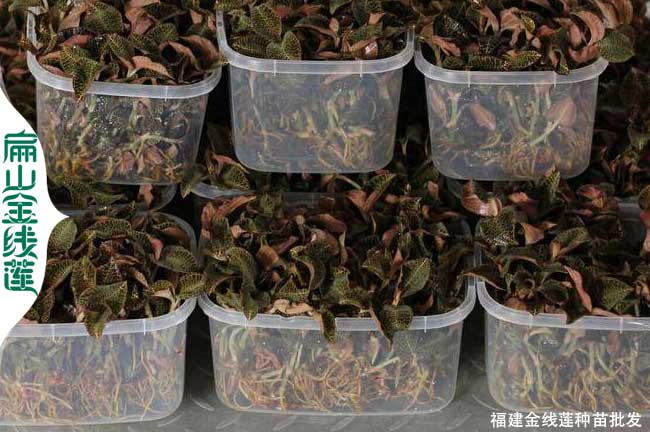 南靖金線蓮批發