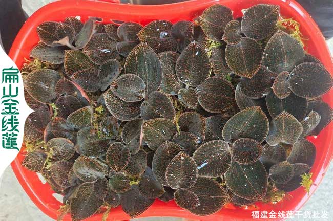 福建大葉金線蓮栽（zāi）培