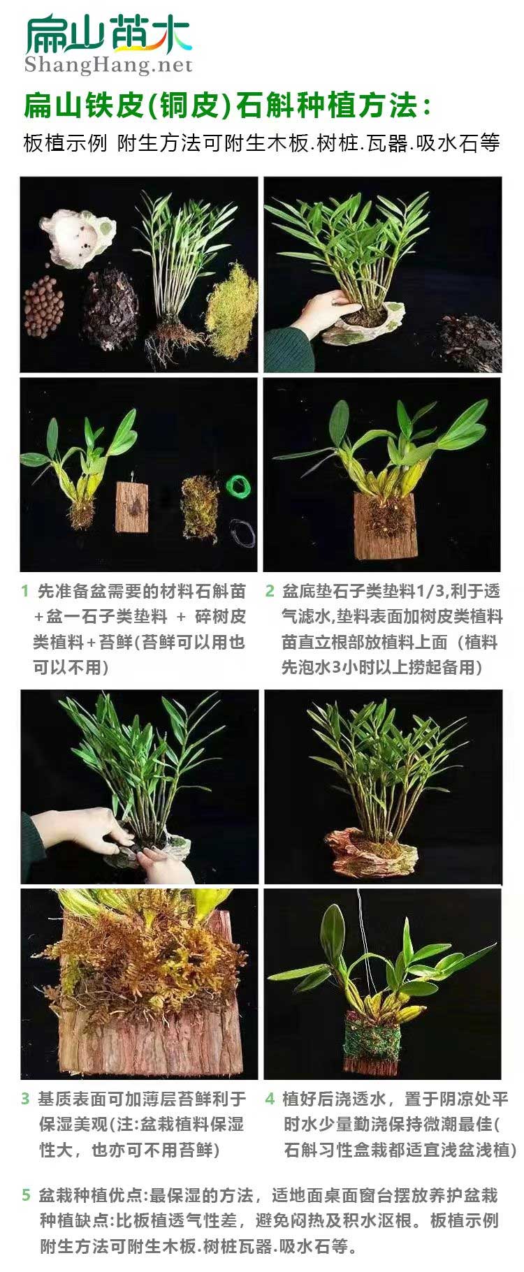 雲南金線蓮種植方法