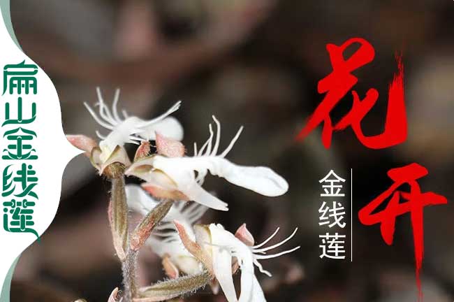 龍岩金線(xiàn)蓮開(kāi)花 龍岩金線蓮開花