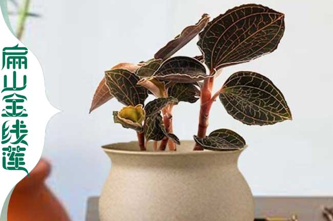 漳州金線蓮(lián)種苗 漳州金線蓮種苗