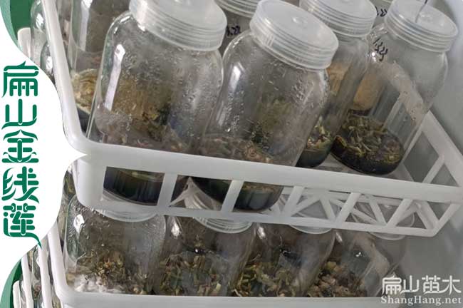 江門瓶裝金線蓮批發